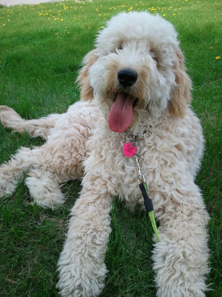 Голден пудель