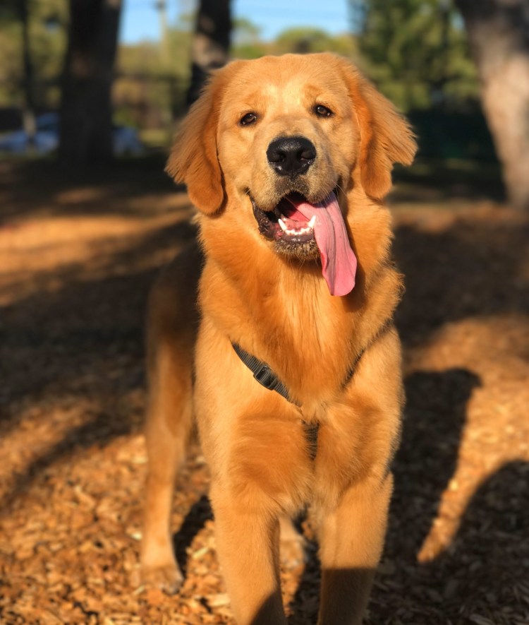 Золотистый ретривер и ротвейлер