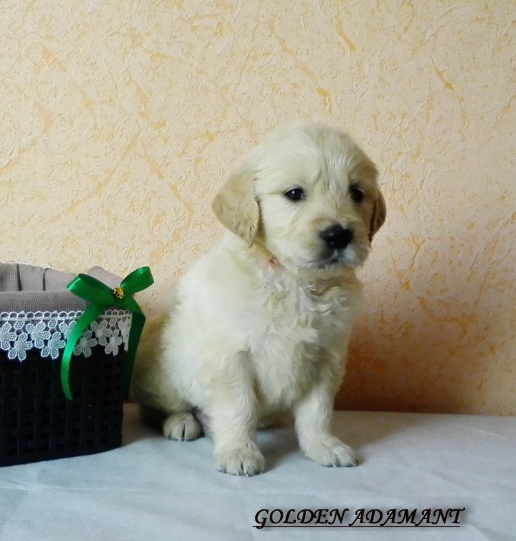 Золотистый ретривер вес 2 месяца собаки