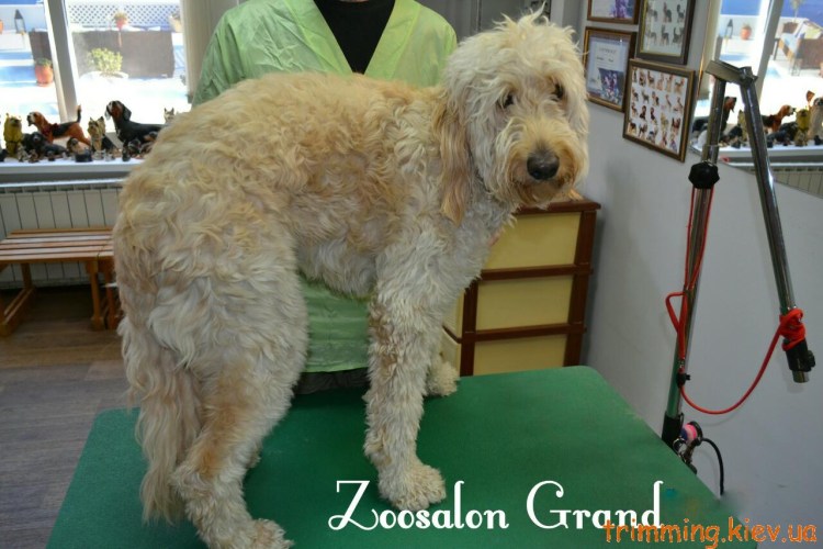 Бергамаско стриженный