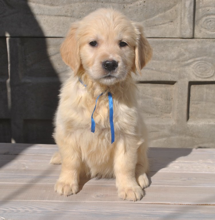 Patricia Lucky Star золотистый ретривер