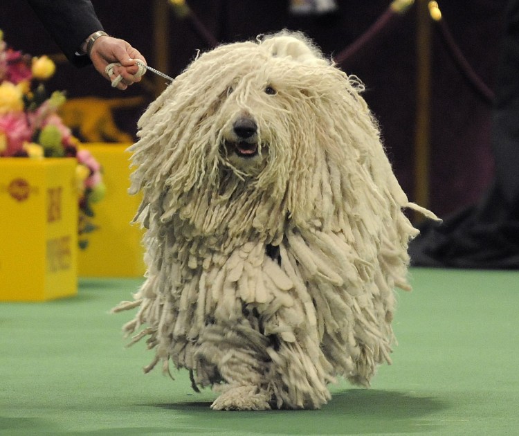 Собака Командор стрижка