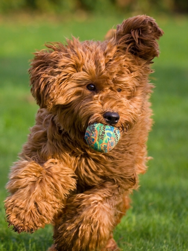 Австралийский лабрадудль