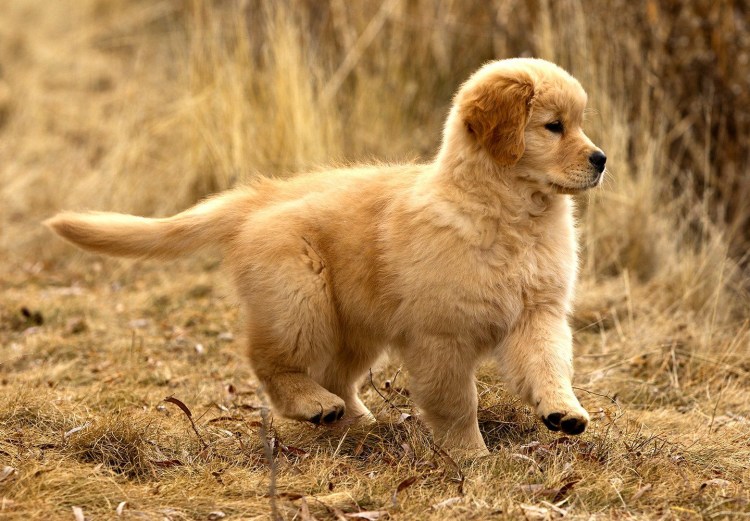 Золотистый низкие собаки породы