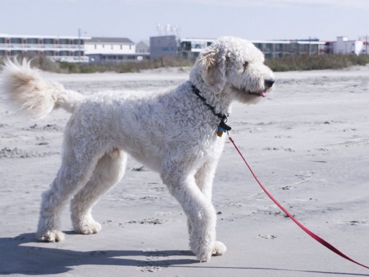 Голдендудль белый