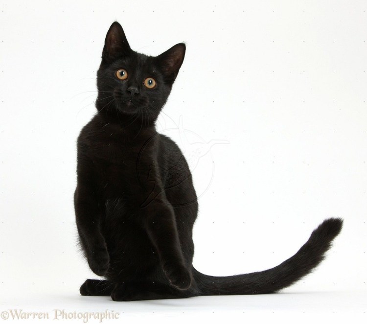 Черная кошка в полный рост