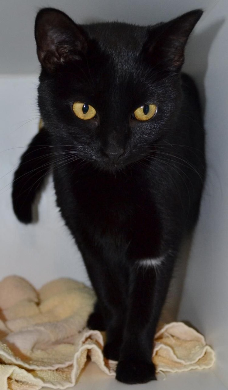 Бомбейская кошка с голубыми глазами