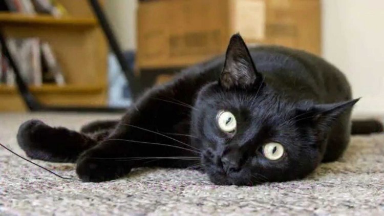 Черные коты