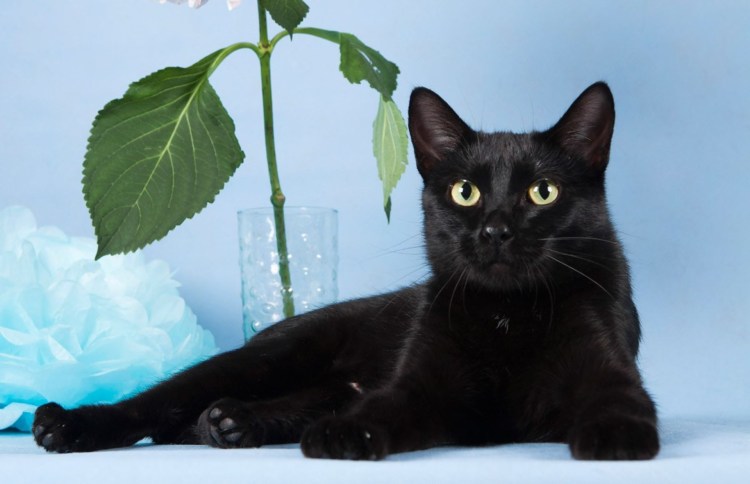 Домашняя черная кошка