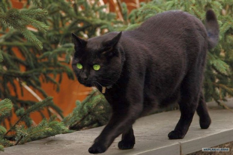 Европейская короткошерстная кошка черная