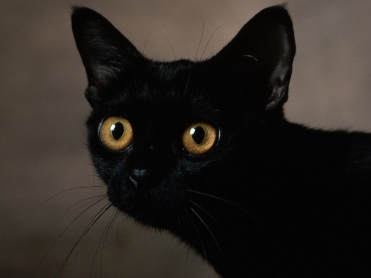 Черная кошка с котятами