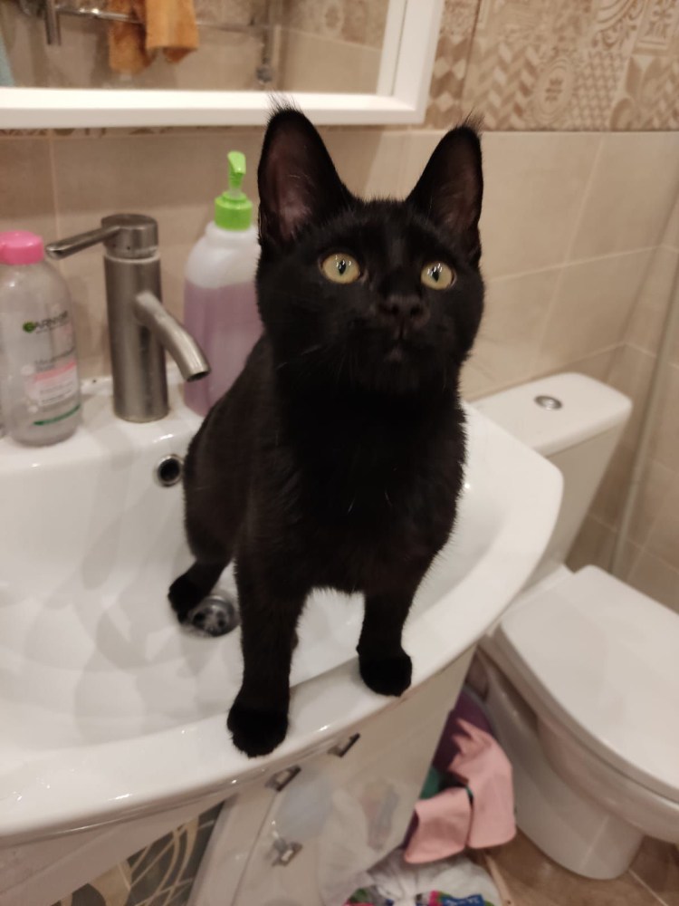 Шартрез кот черный