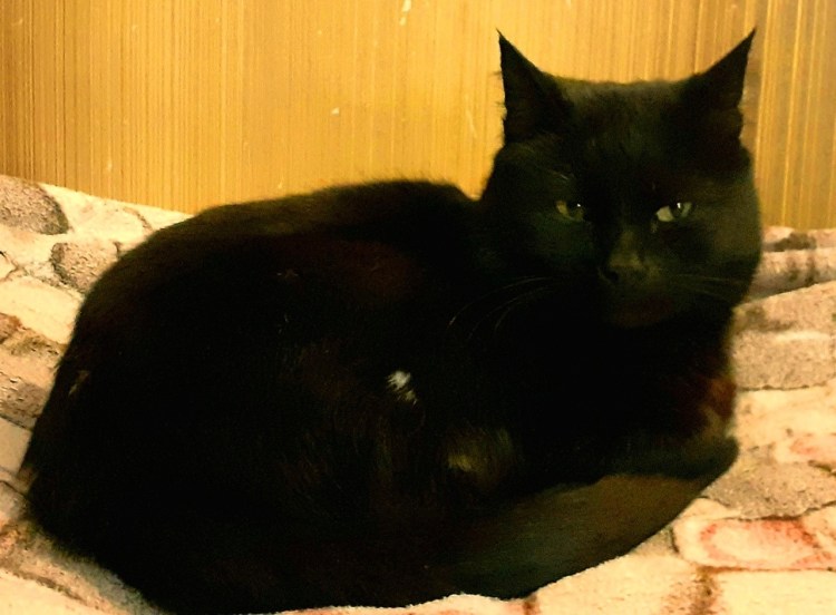 Черные коты