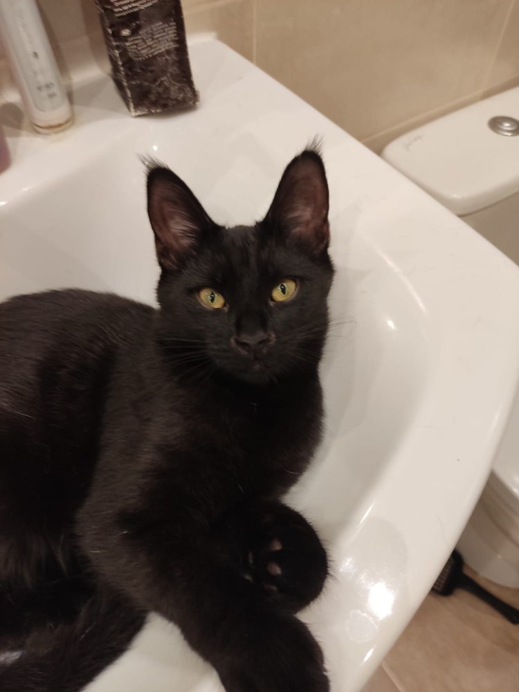 Алмазная мозаика черный кот