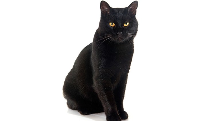 Черный кот сидит