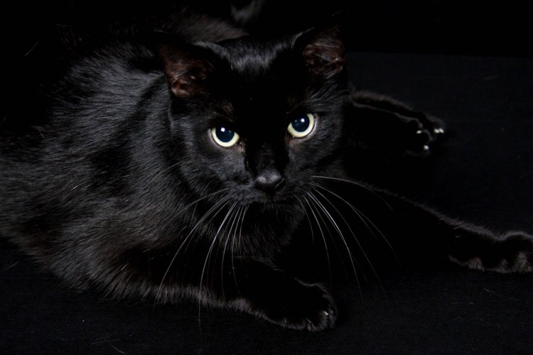 Бомбейские кошки чёрно-белые