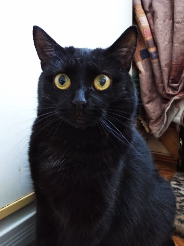 Черная гладкая кошка