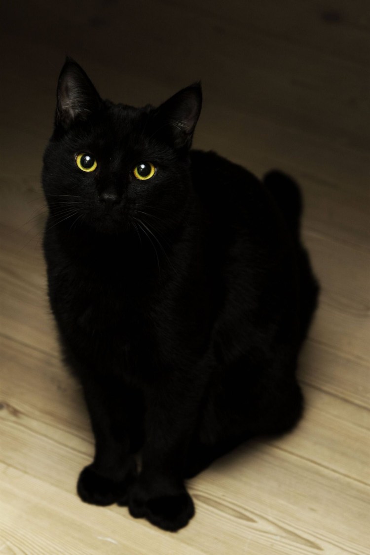 Бомбейская кошка пушистая