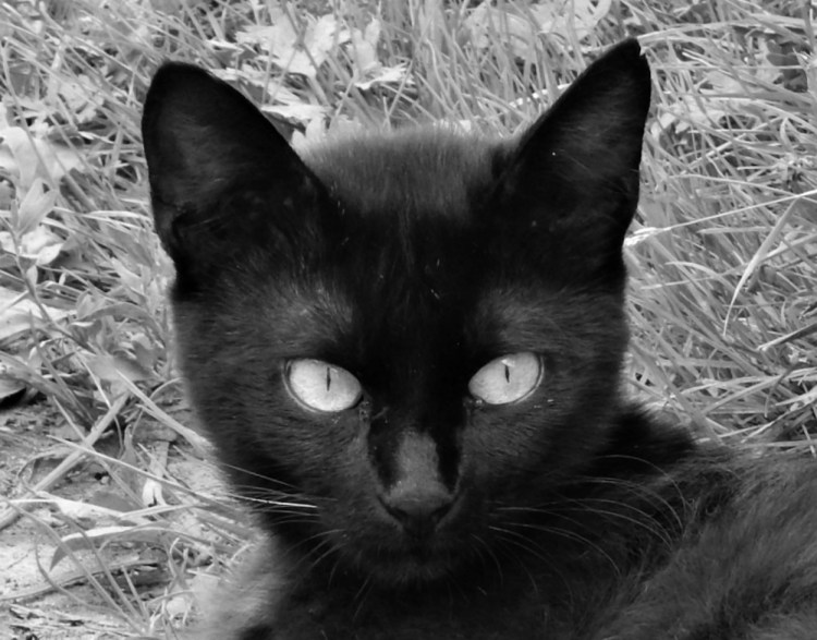 Коты с черными усами