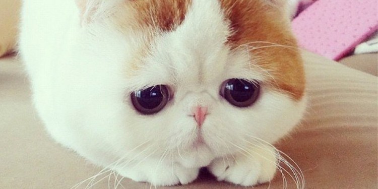 Няшный котик