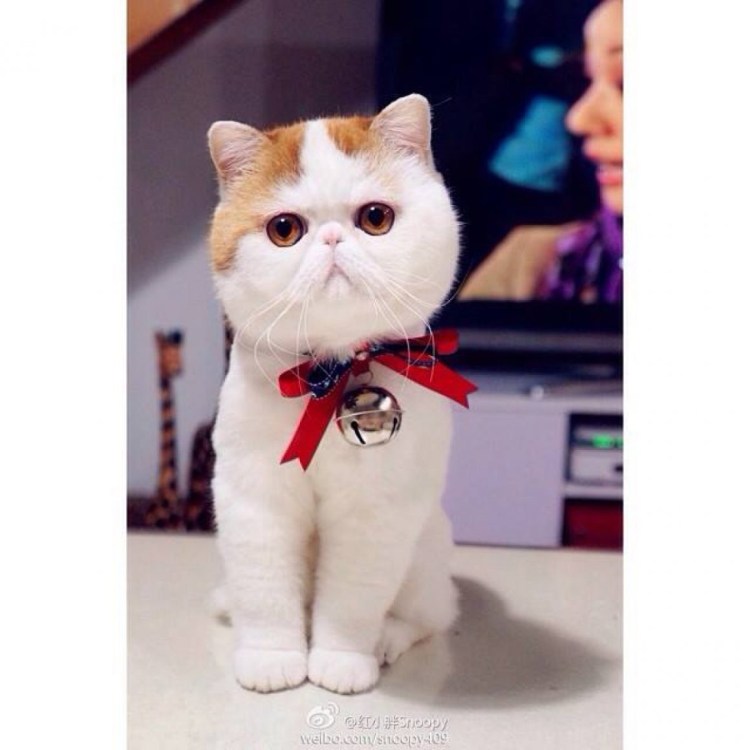 Экзот Снупи