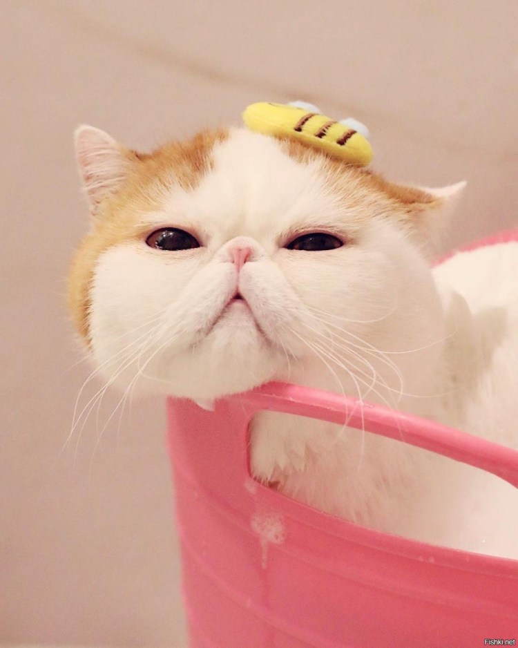 Японский кот Снупи порода