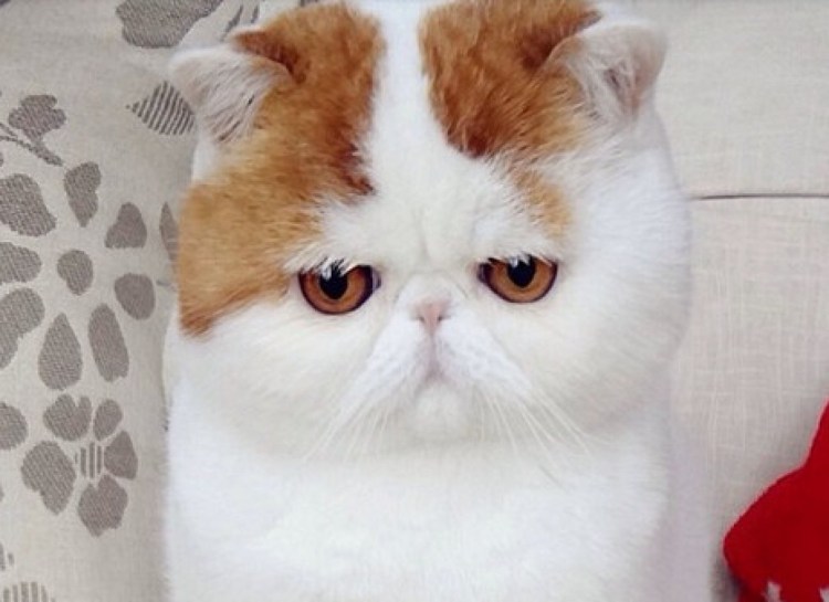 Самый милый кот в мире