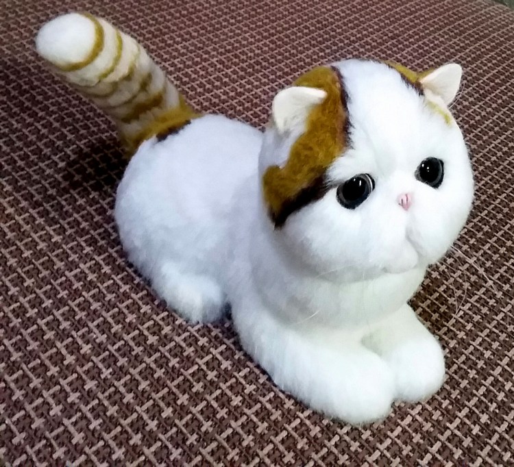 Экзот кошка