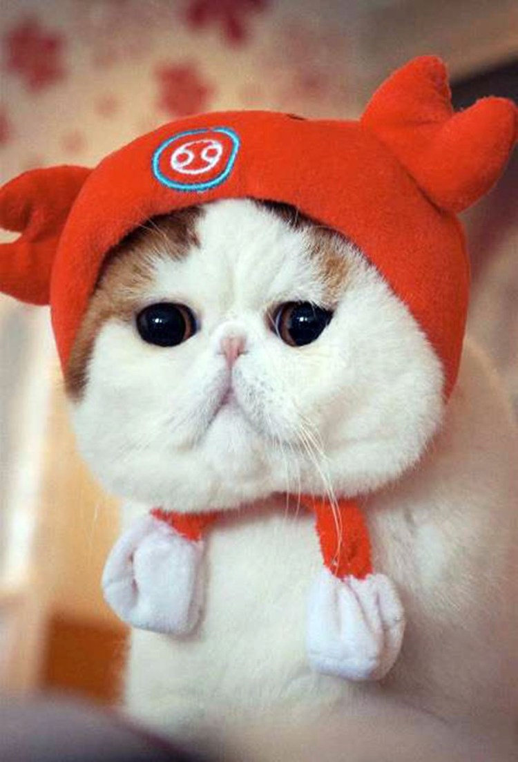 Японский кот Снупи порода