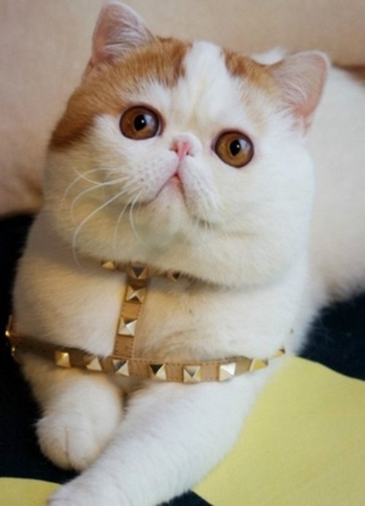 Коты экзоты Снупи