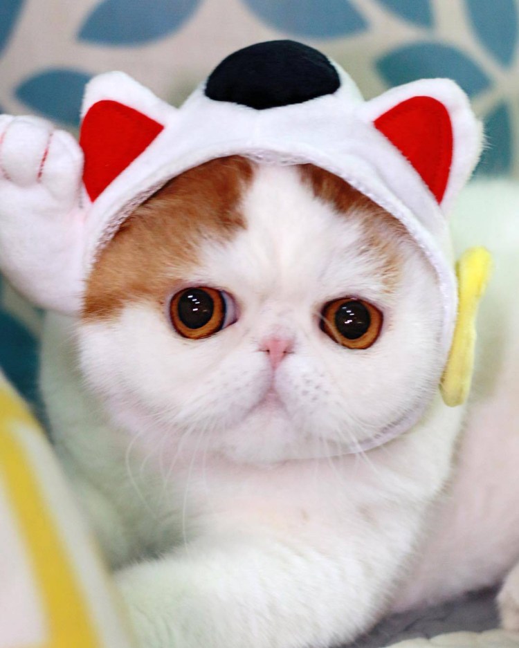 Вислоухий экзот Манчкин