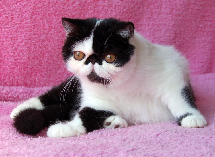 Японский кот Снупи порода