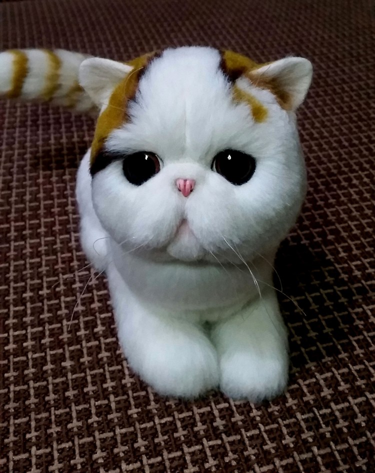 Японская порода кошек с большими глазами