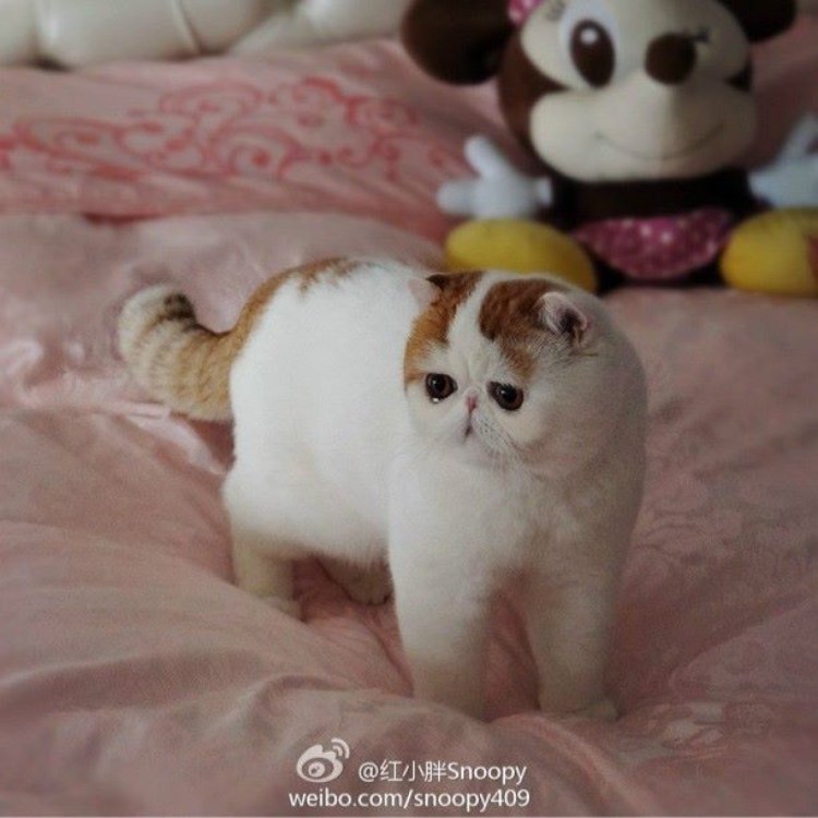 Котята с плоской мордочкой