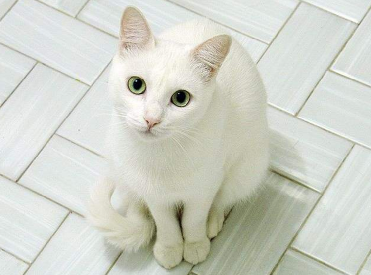 Европейская короткошерстная кошка белая