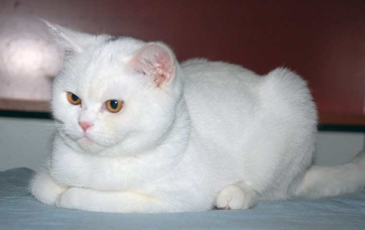 Шотландский скоттиш страйт белый