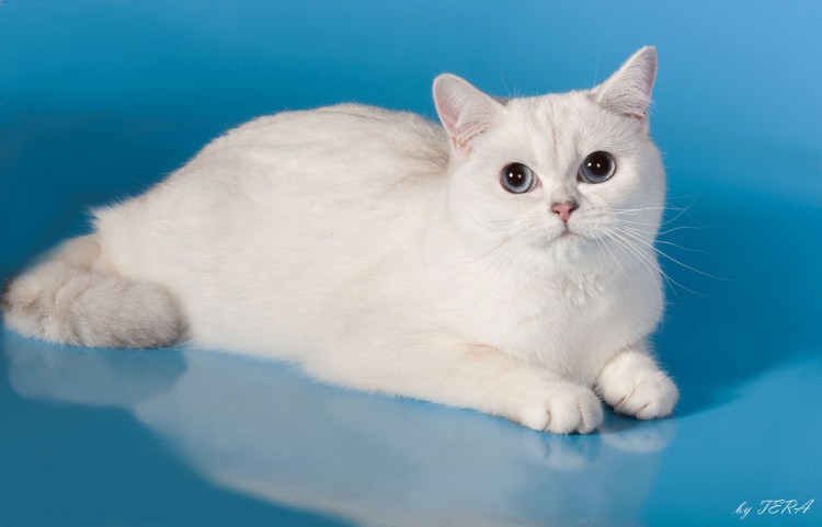 Британская шиншилла Пойнт