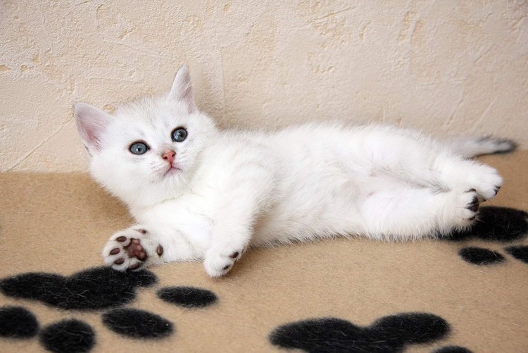 Британская кошка белая котенок