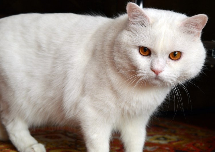 Британский короткошерстный кот белый