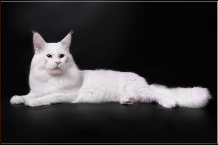 Белая кошка Мейн кун