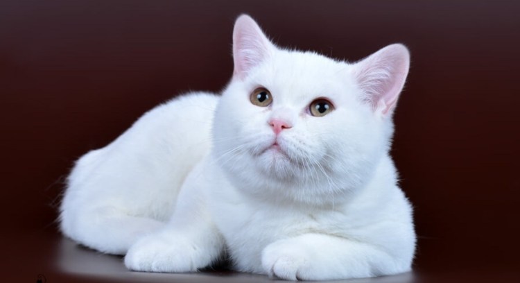 Британская прямоухая кошка белая