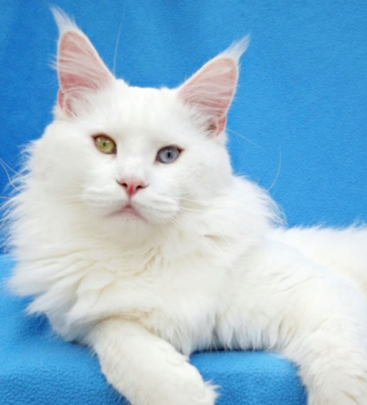 Мейн кун альбинос