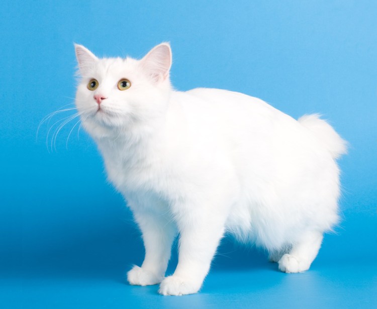 Кот Курильский бобтейл белый