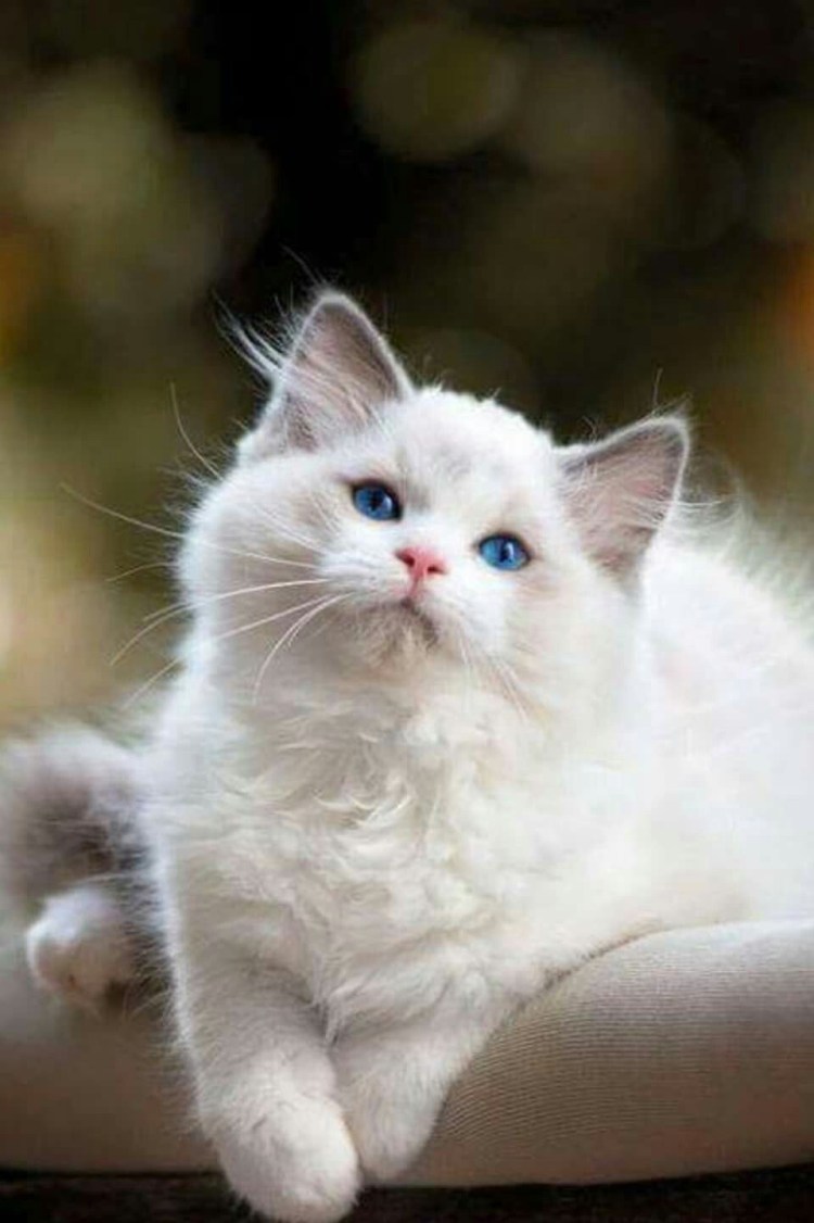 Рэгдолл альбинос