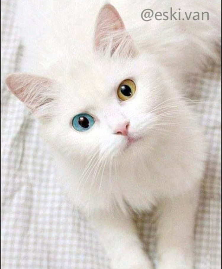 Белый котенок