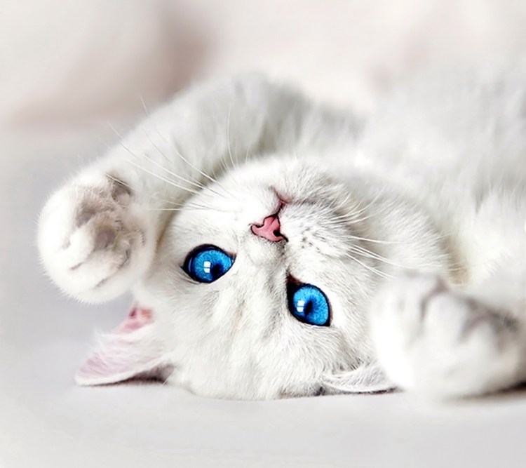 Белый котик с голубыми глазами