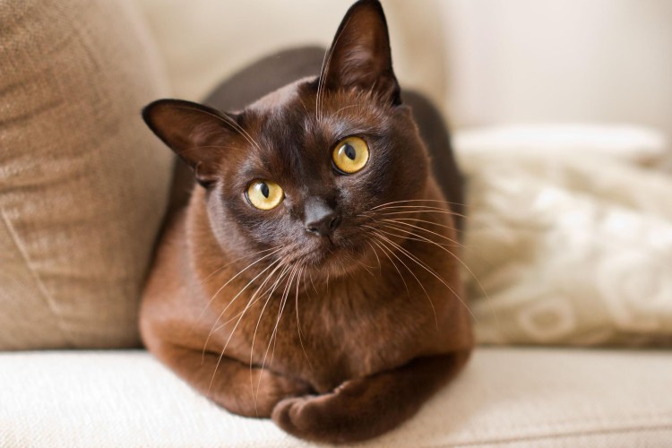 Котята породы Бурма