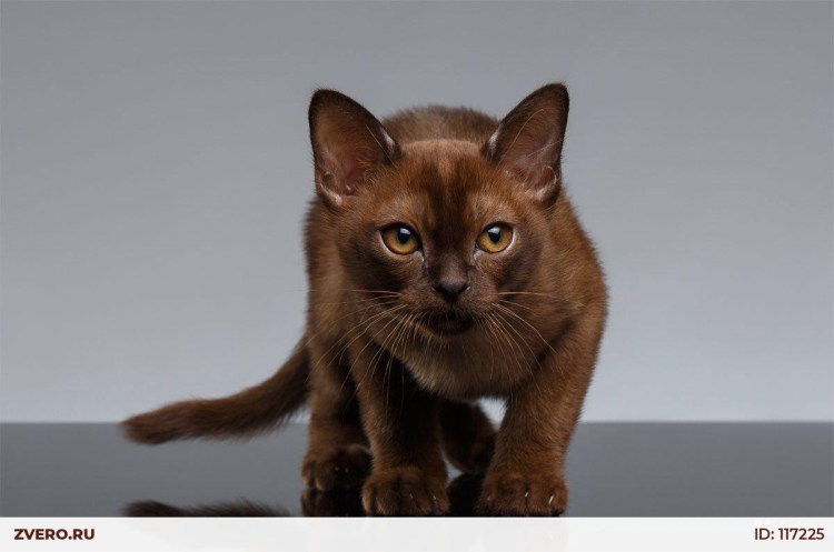 Манчкин Бурма