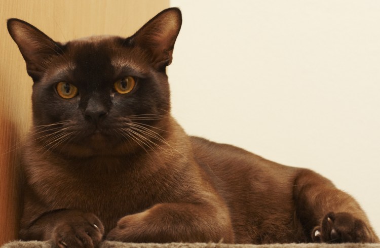 Бурманская короткошерстная кошка черная