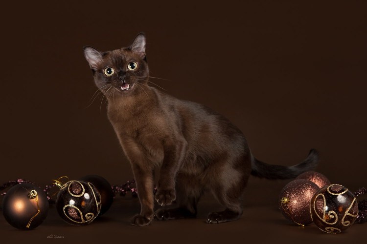 Бурманская кошка европейская шоколадная и Соболиная